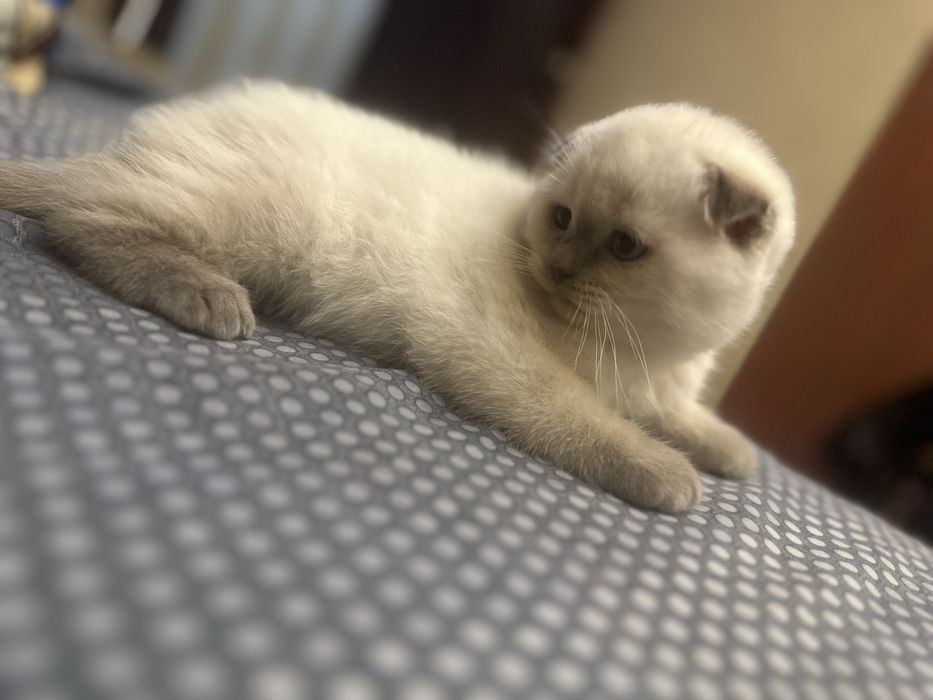 Продам веслоухих котят