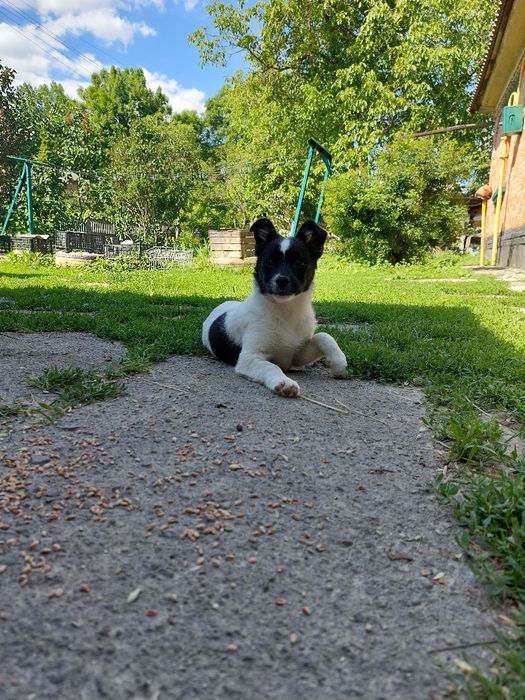 !!ВІННИЦЯ!! Допоможіть знайти песика! Зникла собака!