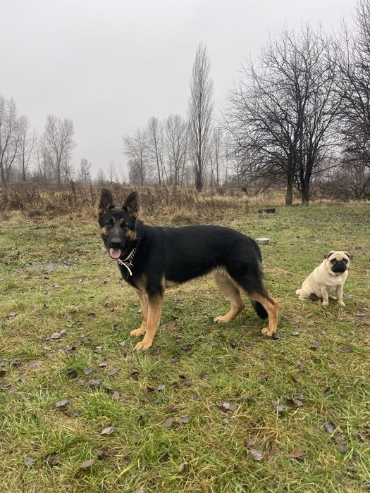 Німецька вівчарка цуценя дівчинка 12 міс, КСУ, п-к Голден Пак