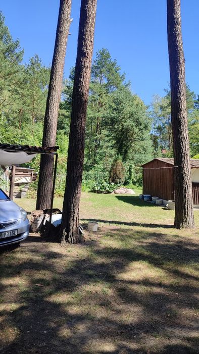 Oddam za darmo 4 duże kilkudziesięcioletnie Sosny