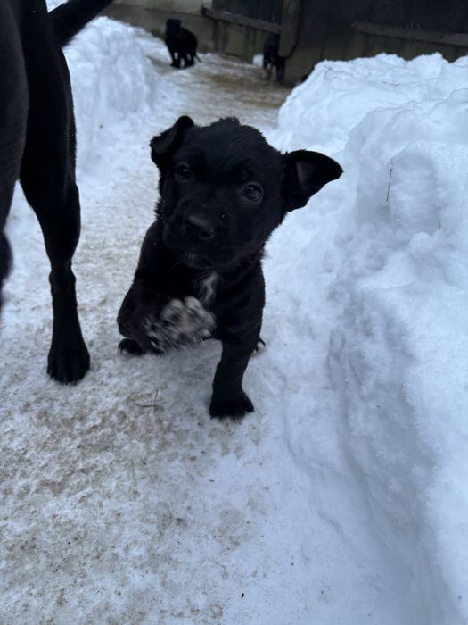 Oddam pieski w dobre ręce!