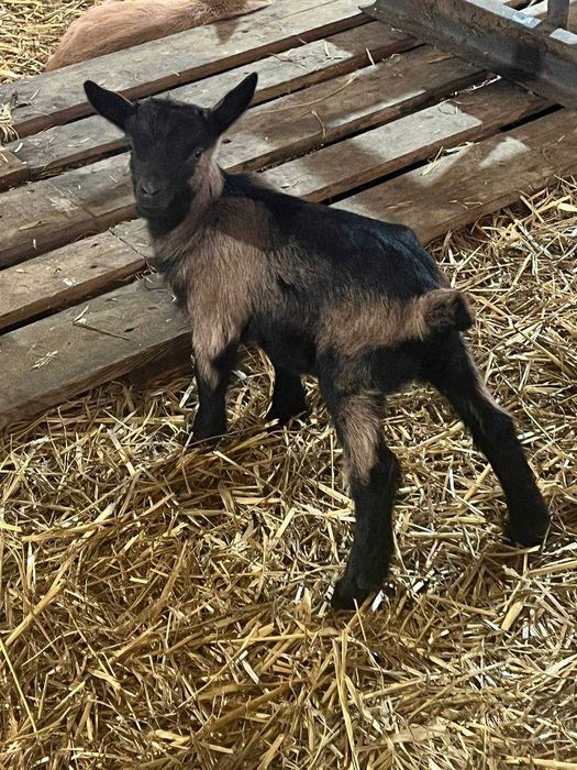 Козы  высокоудойные