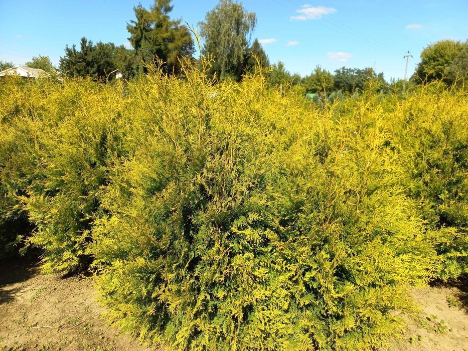 Tuje Golden Brabant kopane z gruntu