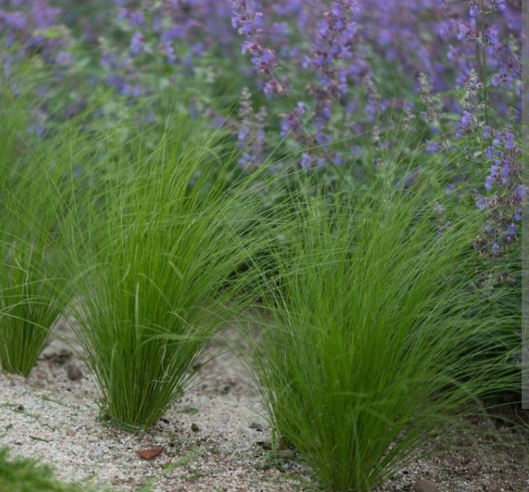 Stipa trawa ozdobna