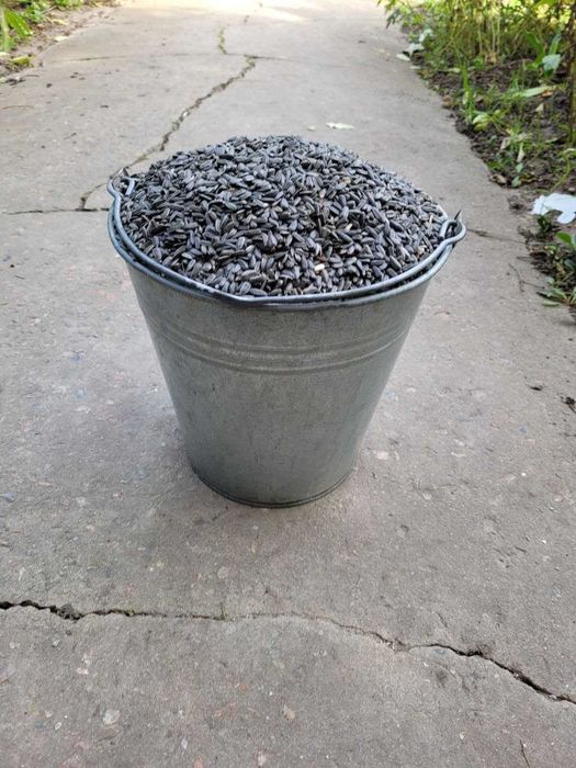 Соняшник подсолнух семочка