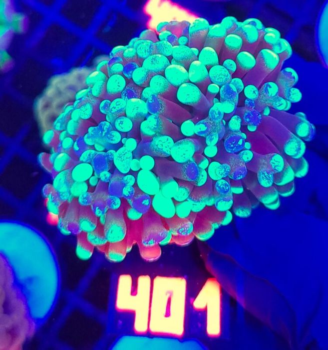 Euphyllia paraancora Grafted 2h (401) [Koralowiec LPS]