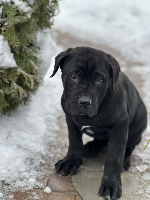 Кане Корсо , дівчинка