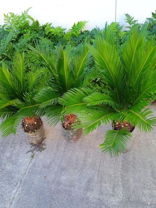 Vendo sicas bonitas para jardim