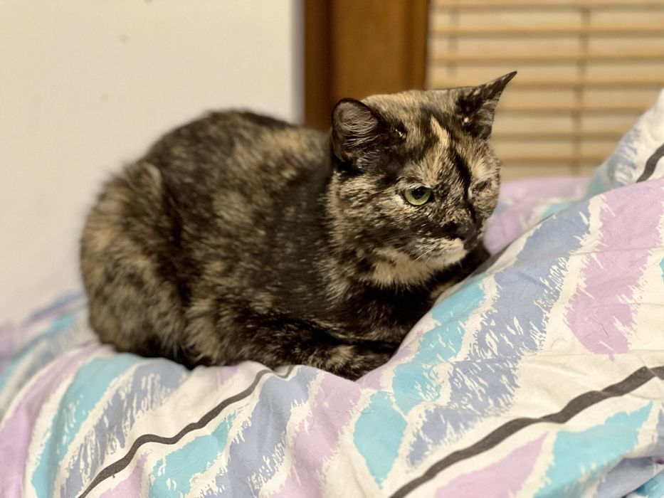 Lira, 8-miesięczna kotka, czeka na serce, które ją pokocha.