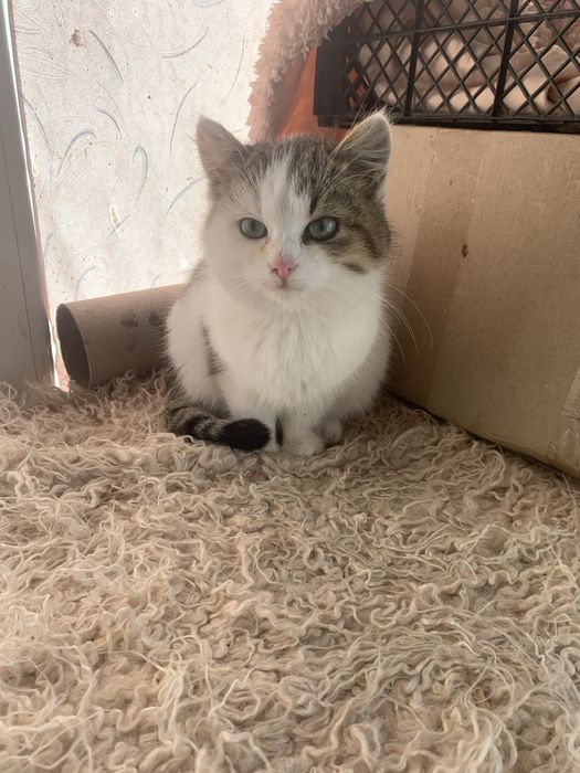 Кішечка в пошуках родини.