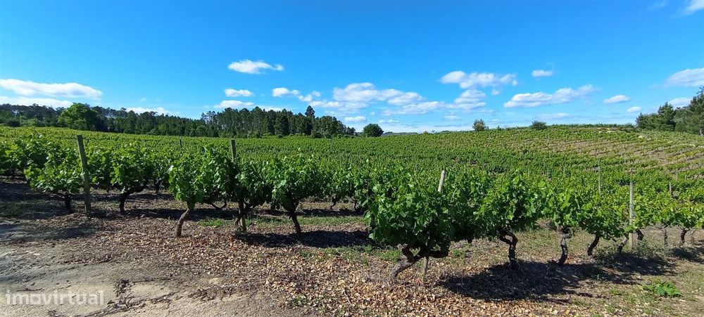 Quinta  Venda em Sezures,Penalva do Castelo