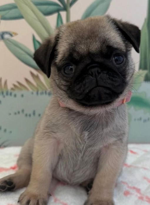 Pug carlin femea
