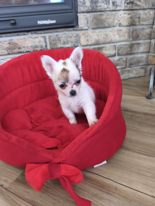 Chihuahua xxs bardzo malutki