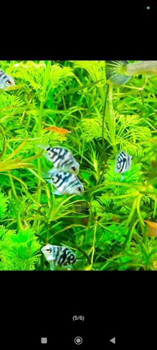 Pielęgnica papuzia Tiger