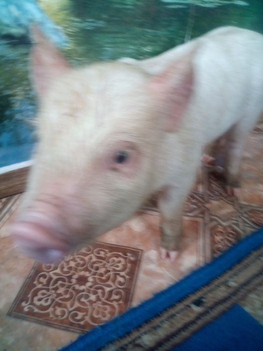 Продаємо поросят. За опт зробим знижку.Є 6 кабанчиків і 2 свинки.