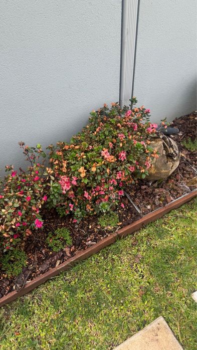 Azaleas grandess