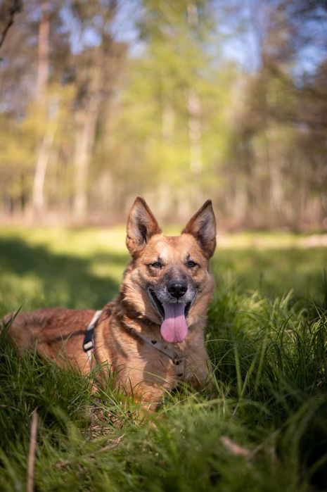 Irys - pilnie potrzebuje dobrego człowieka ADOPCJA