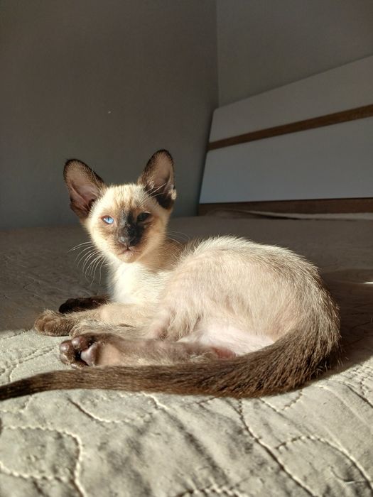 Сіамо-орієнтальна дівчинка