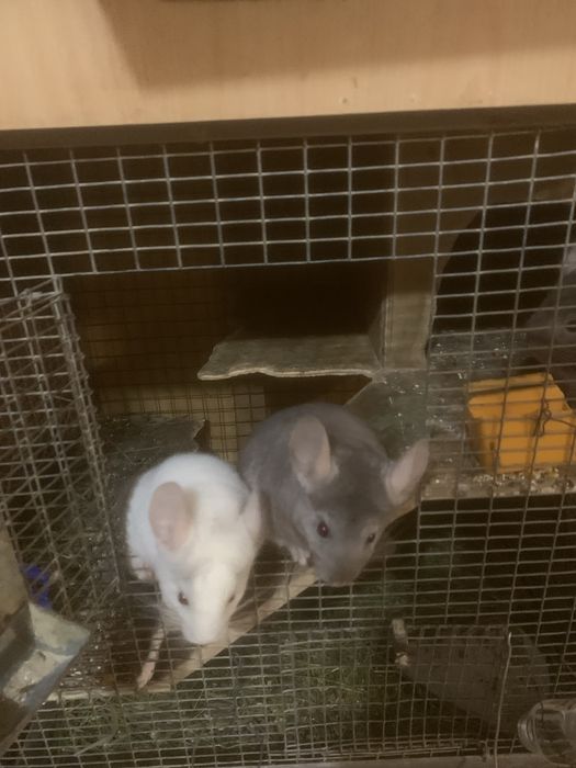 Гризунчики,гризуни.домашні