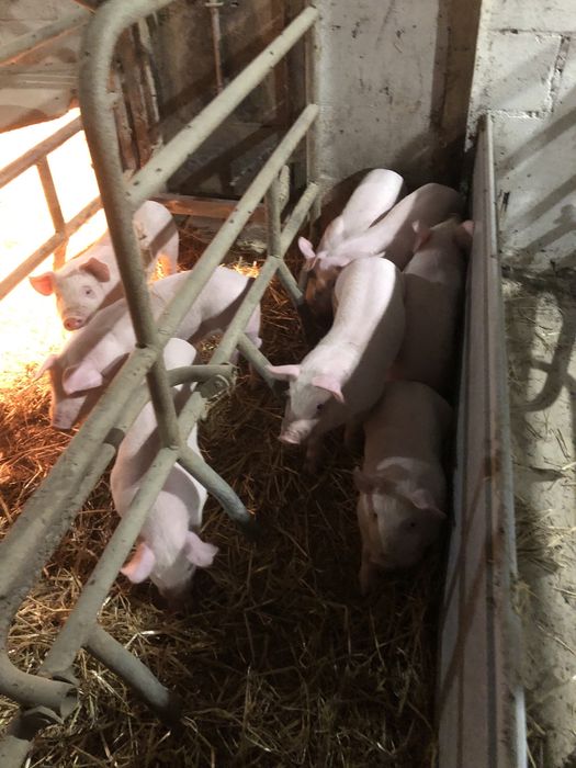 Поросятя  28 днів та 1,5 міс