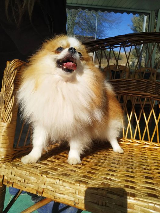 Померанский Шпиц.КСУ