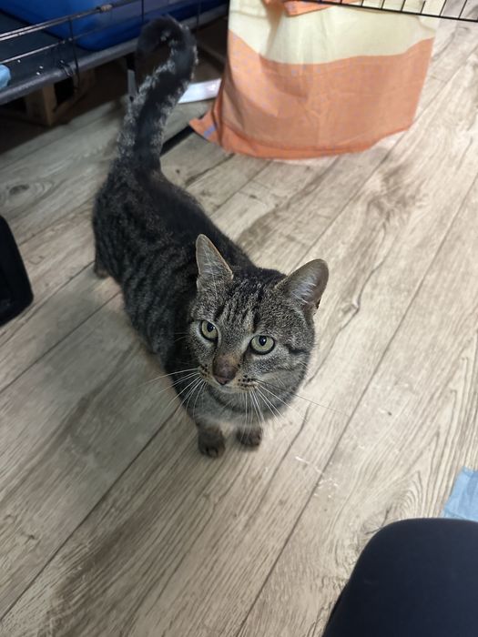 Koty z serca Kaszub polecają się do adopcji!