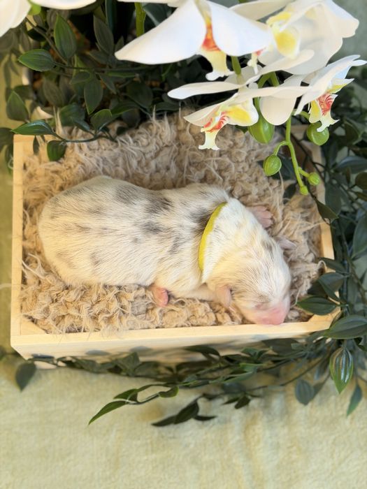 Border collie suczka lilac merle