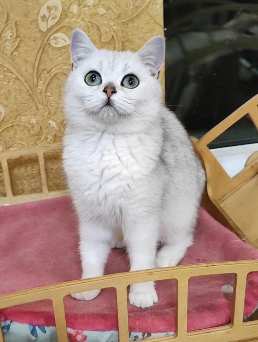 Шикарный мальчик серебристый шиншилла