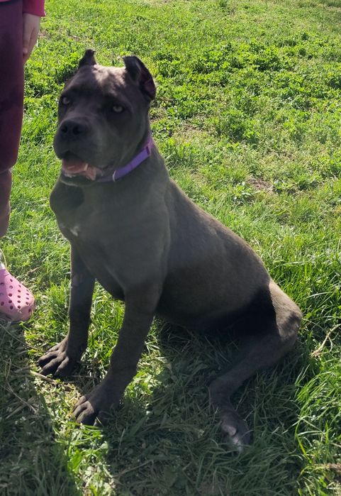 кане корсо купірувана дівчинка з документами