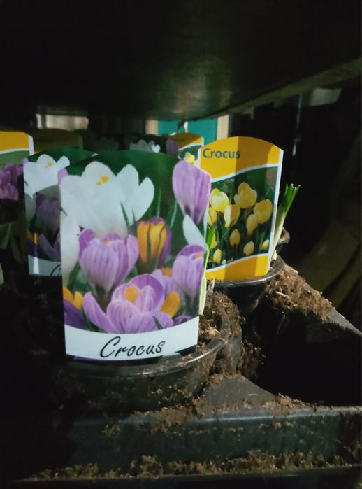 Скімія.Хризантема.Мускарі.Крокуси.Гіпеаструм.