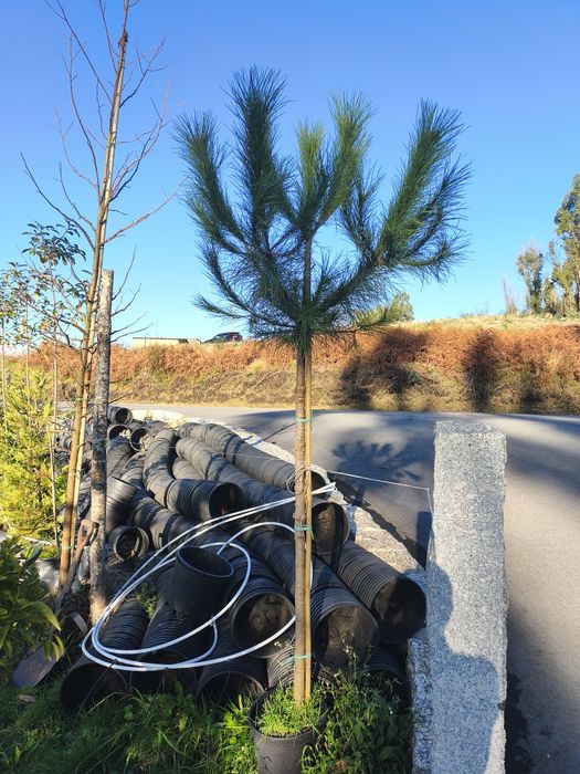 Pinheiro Manso (vários calibres)