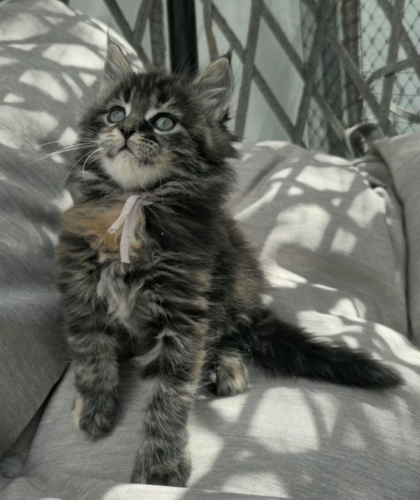 Kocieta Maine coon  kotki do odbioru w lipcu możliwa opcja do hodowli