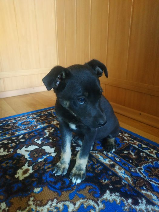 Собачки шукають дім