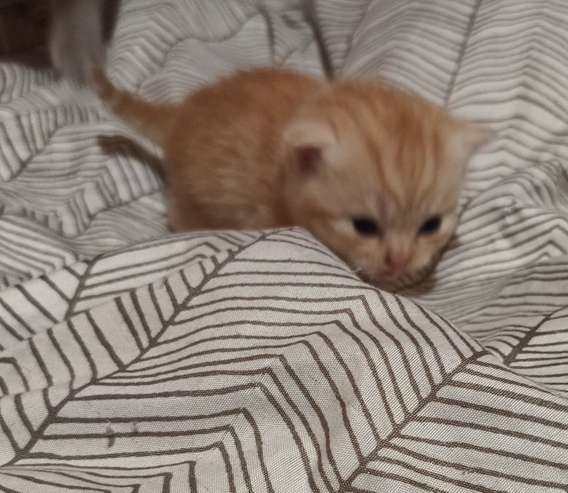 Kot szkocki do rezerwacji