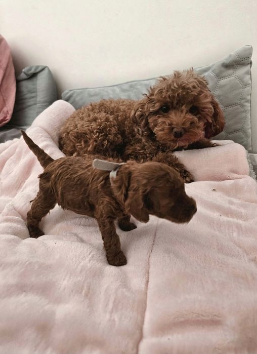 REZERWACJA Mały toy red/redbrown  chłopak super rodowód odbiór począte