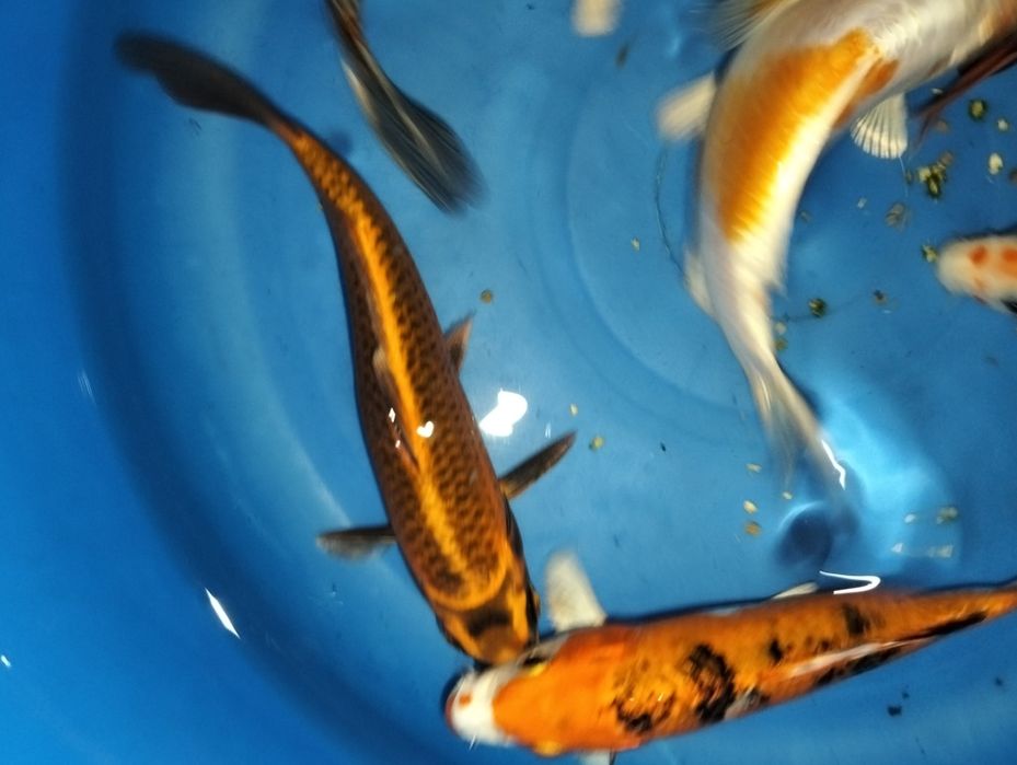 Carpa koi seleção 15 a 16cm