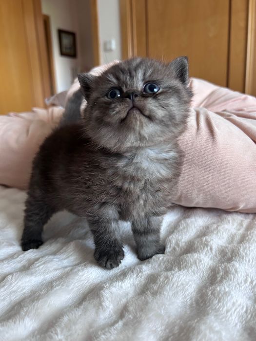 Gatinho Scottish Straight