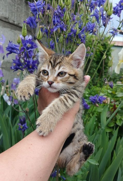 Котенок в поисках семьи. Кошечка ищет дом