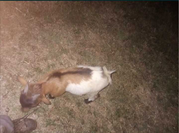 Cabritos anões  Bos para criação