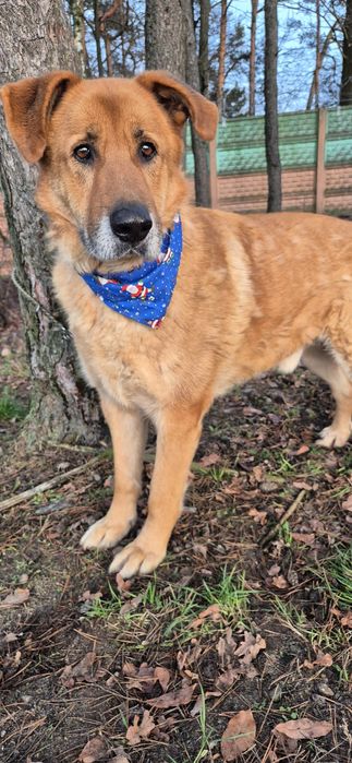 Piesek około siedem lat