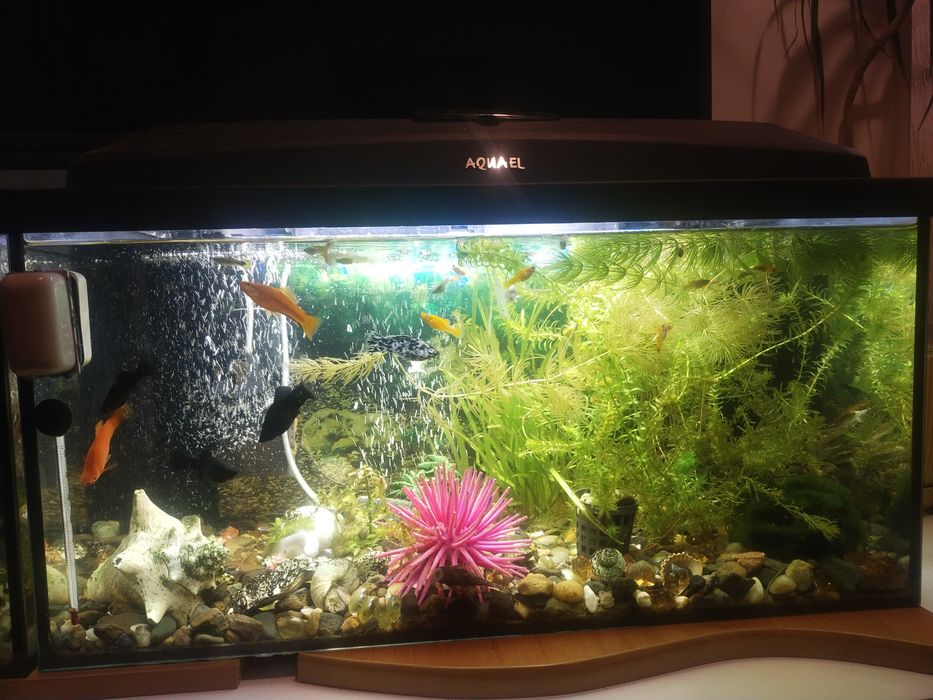 Dwa awarium Aquael19l i  60 l z pokrywą i oświetleniem i