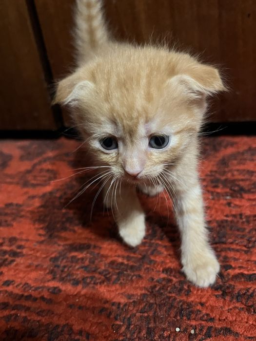 Отдам/Продам котят