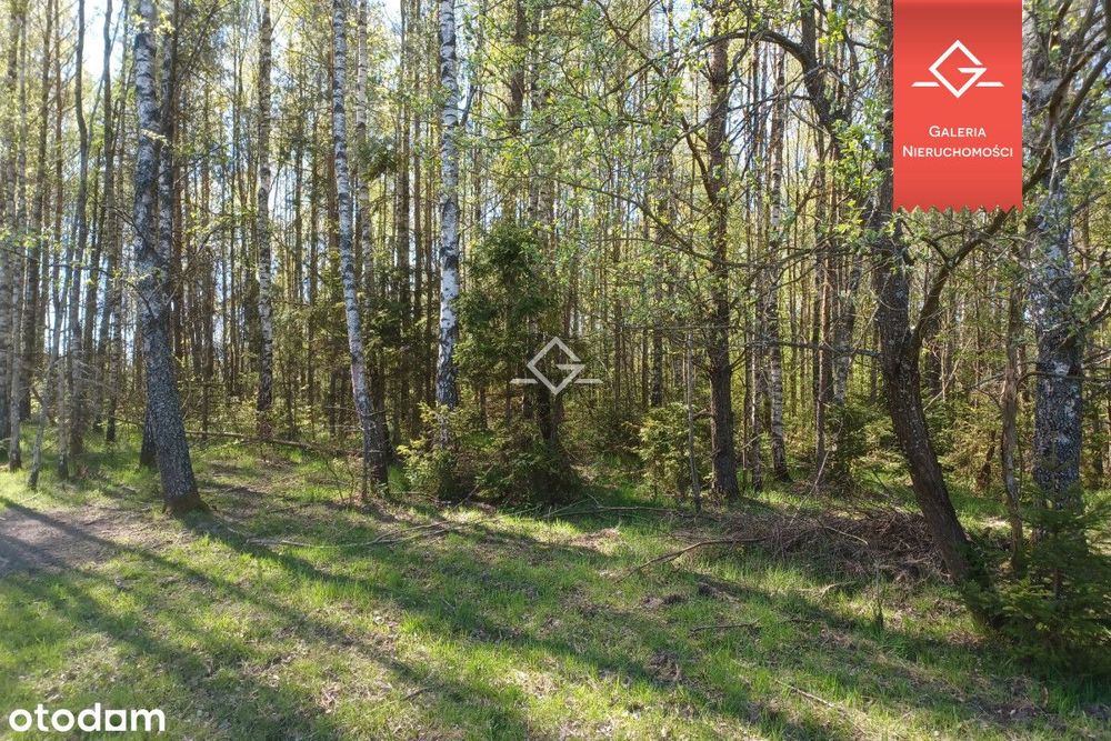 Działka Inwestycyjna/ Pomlewo/ Las