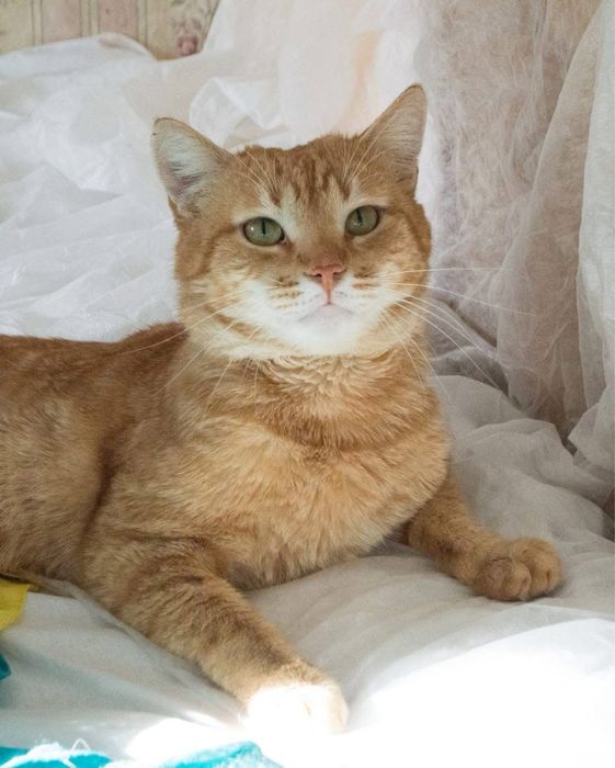 Шикарний рудий кіт в добрі руки!