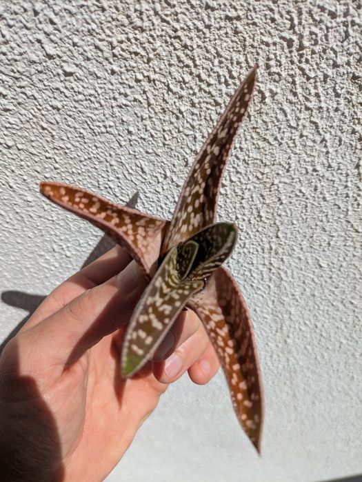 Gasteria Variegata (Língua de Boi Marmorizada) | 10cm