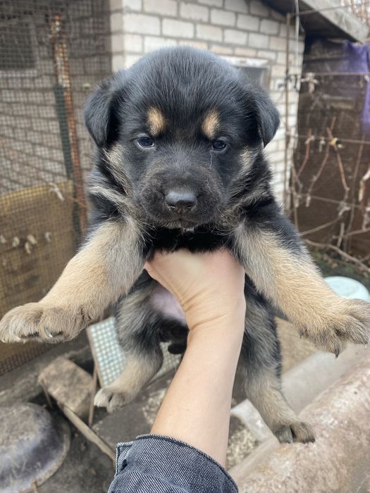 Продам щенят. Папа немецкая овчарка, мама овчарка переводняк