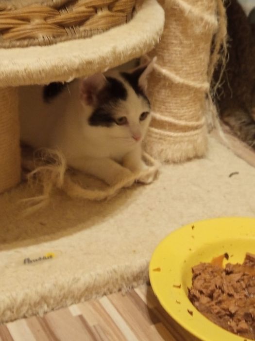 4 miesięczny kocurek szuka domu niewychodzącego