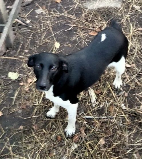 Віддам собак безкоштовно в добрі і люблячі