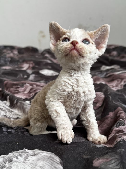I’m Cute N Cool - uroczy kocurek  Devon Rex WCF