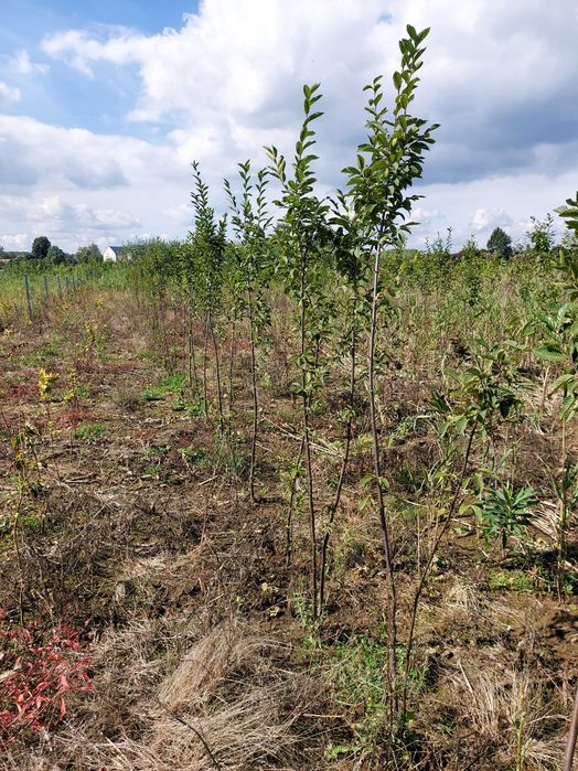 Grab fastigiata kolumnowy 160-180 cm Dostawa cały KRAJ !!